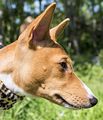 Basenji KSM Muenster 2014 (1042)